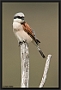 Grauwe Klauwier, Red-backed Shrike, Lanius collurio Location: Lafionas, Greece (Lesbos) grauwe klauwier MG 9143 kopie